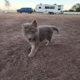 Jellybean - Isabella female German Shepherd puppy in Los Lunas, New Mexico from Mali's German Shepherds LLC