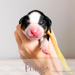 Promise - Tri-color female Bernedoodle puppy in Mahomet, Illinois from Jordan Family Doodles