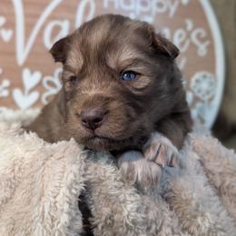 Kat - Red and white female Siberian Husky puppy in Coshocton, Ohio from Wyant Farms