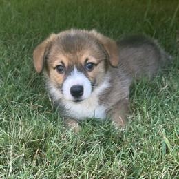 Yellow boy - Sable male Pembroke Welsh Corgi puppy in Adairsville, Georgia from R&R Corgis