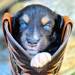 Chucky - Black tri-color male Australian Shepherd puppy in Salem, Oregon from Steady Aim Aussies