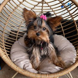 Yorkshire Terrier All Grown Up from Tiffanys Yorkies