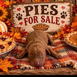 Cherry - Red  female Goldendoodle puppy in Cherry Tree, Pennsylvania from Plum Creek Acres Next Generation
