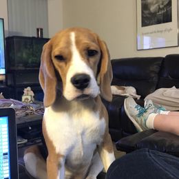 Willow - Beagle