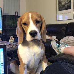 Willow - Beagle