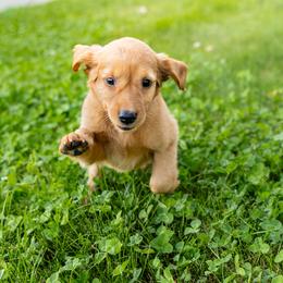 Golden Retriever Puppies from Mountain Reign Golden Retrievers