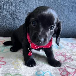 Dahlia - Black female Dachshund puppy in Ocala, Florida from Weenie Boops