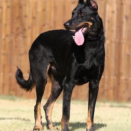 Daygo - Black and rust male Beauceron puppy in Commerce, Texas from Elitehaus
