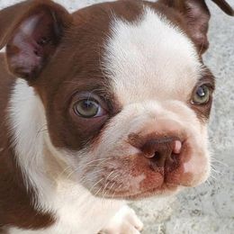 Boston Terriers from Jose's Boston Terriers