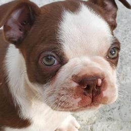 Boston Terriers from Jose's Boston Terriers