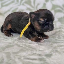 Nanars - Yellow Collar - Black and tan male Shih Tzu puppy in Troy, Ohio from Oodles of Doodles