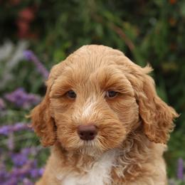 Navy - Caramel female Australian Labradoodle puppy in Williamstown, New York from Lewis Manor Labradoodles
