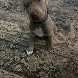 Catahoula Leopard Dog Puppies from Sheepcote Farm Catahoula’s