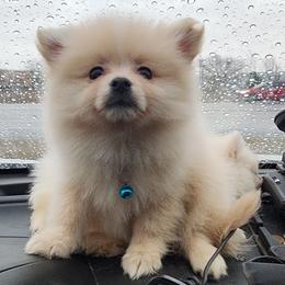 Blue - Cream male Pomeranian puppy in Fort Worth, Texas from Ramos' Pommies