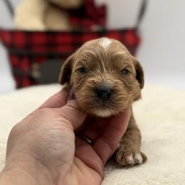 Jackson - Red male Cavapoo puppy in Melissa, Texas from Southern Love Cavapoos & Maltipoos