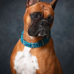 Boxer All Grown Up from Chilham Boxers
