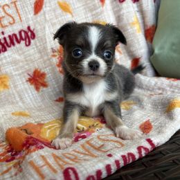 Buddy - Blue and white male Chihuahua puppy in Beckemeyer, Illinois from Guardian’s of the Chihuahuas