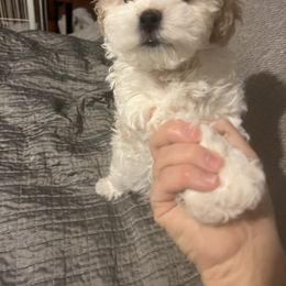 Cavalier King Charles Spaniel, Cavapoo, Maltipoo, and Poodle Puppies from Lainy's Puppies