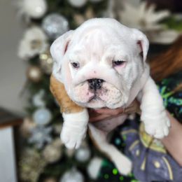 Bulldog Puppies from Copsey's Bulldogs