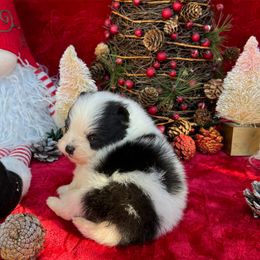 Pomeranian Puppies from Pommies of LA