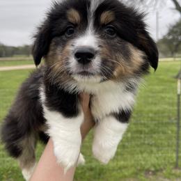 Pembroke Welsh Corgi Puppies from MG Corgis