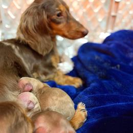 Dachshund puppies from Bayou d’ Elara Dachshunds