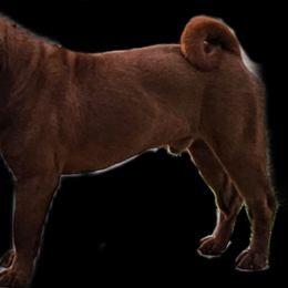 Red - Chinese Shar-Pei