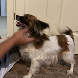 Ginger - Papillon