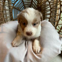 Lucy - Red merle female Australian Shepherd puppy in Grants Pass, Oregon from Carmel Mountain Aussies