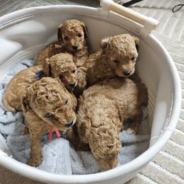 Poodle Puppies from Poodle Avenue