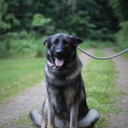 Vahari - Sable female German Shepherd puppy in Lucasville, Ohio from Trusting Hearts Kennel