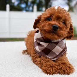 Beau - Red male Cavapoo puppy in Apopka, Florida from Rae Precious Puppies