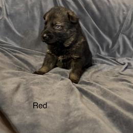 Red - Sable male German Shepherd puppy in Andalusia, Alabama from Keisha Jones