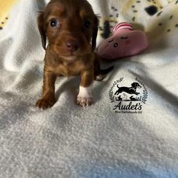 Lovie - Piebald female Dachshund puppy in East Dover, Vermont from Audet’s Mini Dachshunds