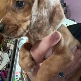 Dachshund Puppies from Witchy Woman’s Wiener’s
