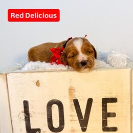 Red delicious - Red  female Goldendoodle puppy in West Haven, Utah from Split Mountain Doodles