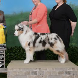 Chase - Australian Shepherd