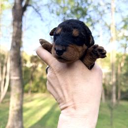 Baby Girl Tan - Black and tan female Airedale Terrier puppy in Mooresville, North Carolina from Farm 55