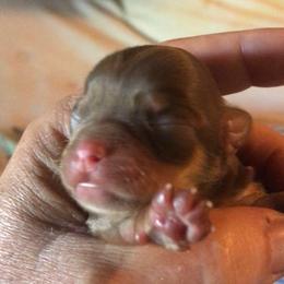 Girl 3 - Chocolate and tan female Chihuahua puppy in Amelia, Virginia from Pannell’s Precious Pups