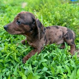 Dachshund puppies from Cherokee Hill Dachshunds