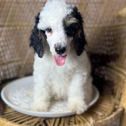 Black Tri Male - Phantom male Poodle puppy in Belgreen, Alabama from Scott’s Farm Poodles and Doodles
