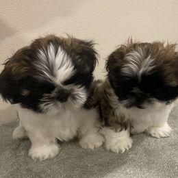 Shih Tzus from Strano’s Shih Tzu