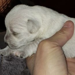 Miniature Schnauzers from Miniature Schnauzer Farm