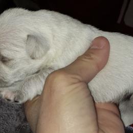 Miniature Schnauzers from Miniature Schnauzer Farm