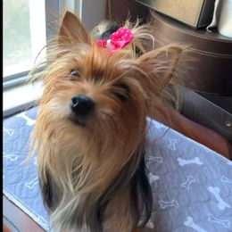 BRANDY - Yorkshire Terrier