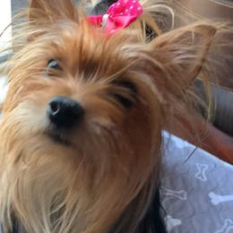 BRANDY - Yorkshire Terrier
