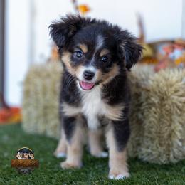 Georgia - Black tri female Toy Australian Shepherd puppy in Granbury, Texas from Best Little Aussies