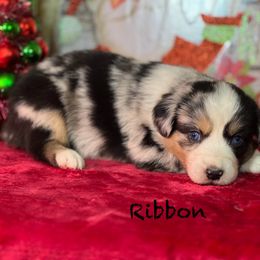 Ribbon - Blue merle female Australian Shepherd puppy in Howardsville, Virginia from Spectacular Aussies and Cavaliers