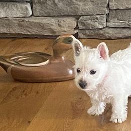 West Highland White Terriers from Ravens Nest Westies