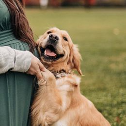 Ellie - Golden Retriever